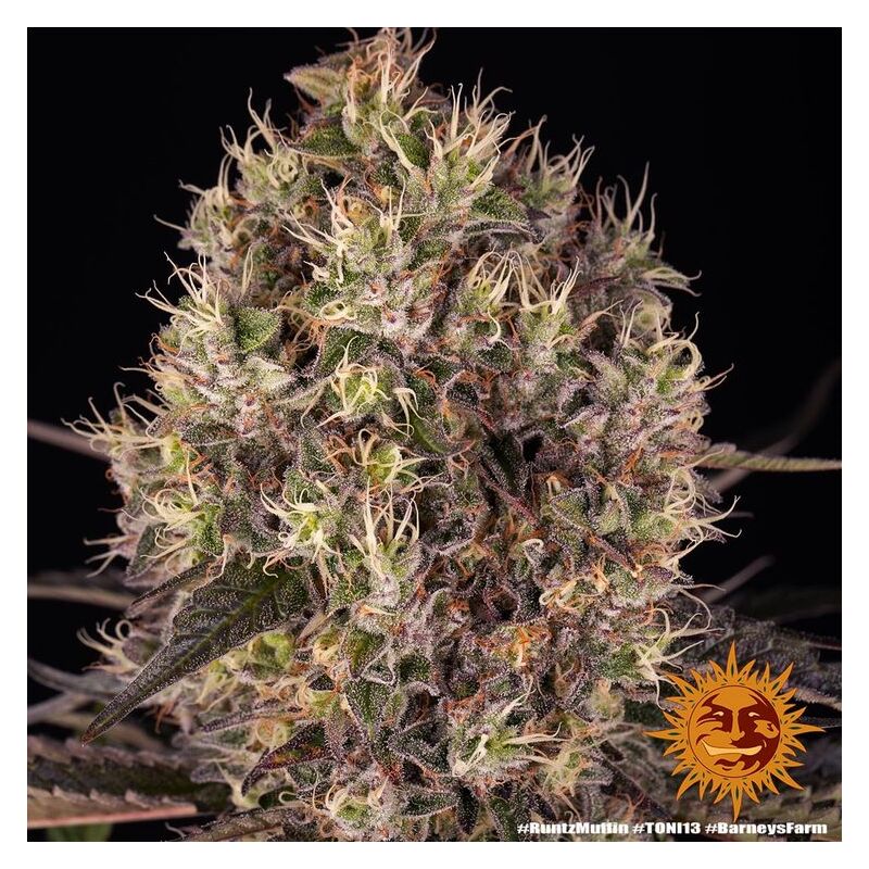 Runtz Muffin, Фасовка: 3, изображение 6